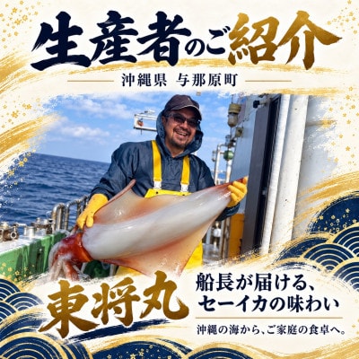 船長の漬干しセーイカ100g×1箱&お刺身用セーイカ600g(300g×2柵)