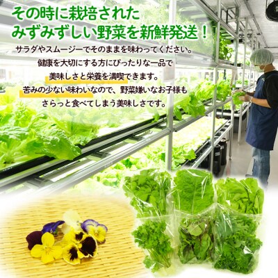 【ミライファーム】 水耕栽培 野菜詰合せ おまかせ5品種 FZ23-641