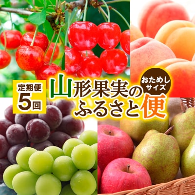 【定期便5回】山形果実のふるさと便 おためしサイズ【令和7年産】FU23-882