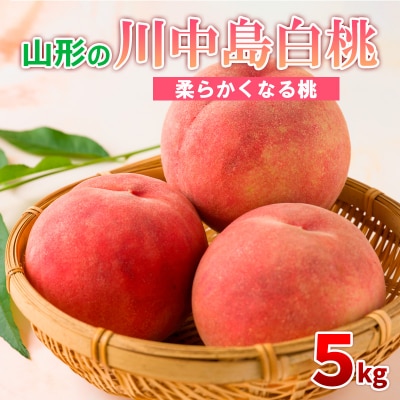山形の川中島白桃 5kg (10～16玉) [柔らかくなる桃] 【令和7年産】FS24-565
