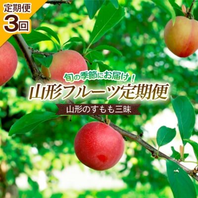 【定期便3回】山形のすもも三昧 【令和7年産】FS24-606