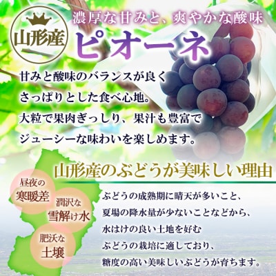 山形市産 ぶどう(ピオーネ) 秀 2kg(3～7房)[後半] 【令和7年産】FU22-038