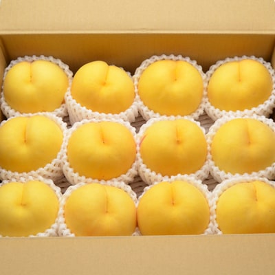山形の黄桃 約3kg(6～13玉)[柔らかくなる品種・果肉やや硬め] 【令和7年産】FU22-055