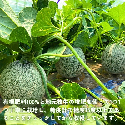糖度15度以上】よこすか潮風メロン2玉詰め合わせ 大玉4Lサイズ