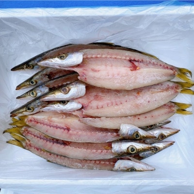 カマスの開き干物 15枚セット(冷凍)