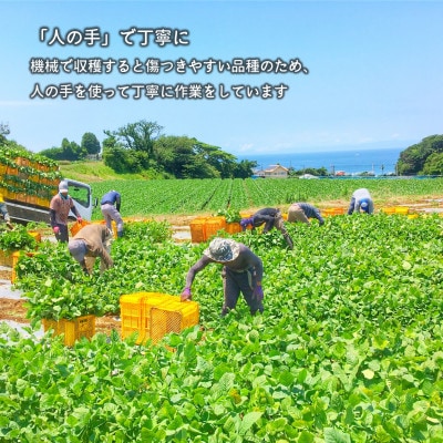 【先行受付│2024年6月中旬より順次出荷予定】はねっ娘枝豆 3kg(300g×10袋)