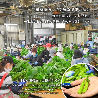 【先行受付│2024年6月中旬より順次出荷予定】はねっ娘枝豆 3kg(300g×10袋)