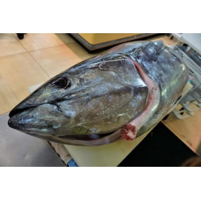 目鉢(メバチ)まぐろ【おまかせバーベキューセット】約2kg 冷凍