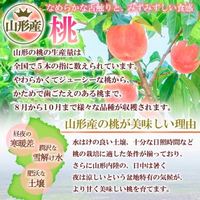 山形の硬い桃 秀品 約3kg(5～13玉) [固い桃] 【令和7年産】FS24-806