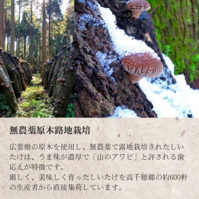  高千穂郷産カサ茸椎茸 50g×6袋 