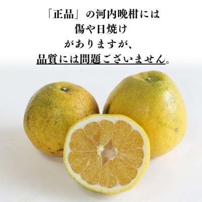 【正品】河内晩柑 (愛南ゴールド)3kg  吉本農園【発送期間: 2024年4月10日～】