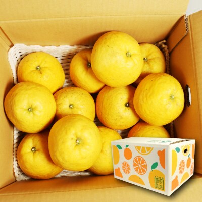 【正品】河内晩柑 (愛南ゴールド)3kg  吉本農園【発送期間: 2024年4月10日～】
