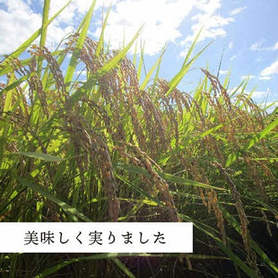 【令和7年産】《10月より順次発送》浜田市金城町産こしひかり　2kg×4袋