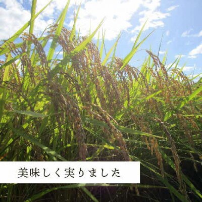 【令和6年産】神楽の郷　石見のこしひかり　5kg