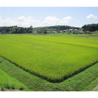 【令和6年産】神楽の郷　石見のこしひかり　5kg