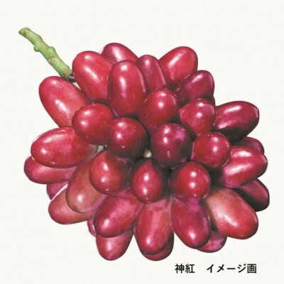 島根はまだの神紅ジャム 〈木箱入り〉160g×3個