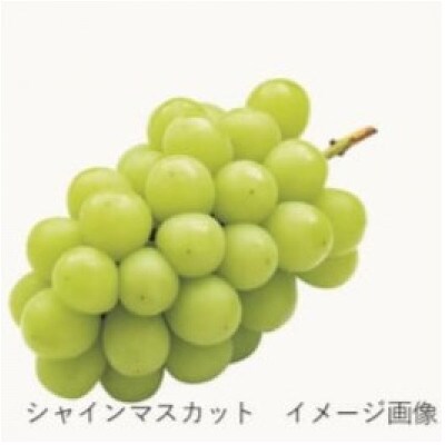 山陰浜田のシャインマスカットジャム 〈木箱入り〉160g×3個