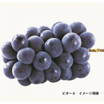 山陰浜田のピオーネジャム〈木箱入り〉160g×3個