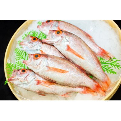 山陰産のどぐろ(大)塩焼き・煮付け用 5尾