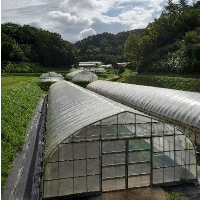 弥栄町産野菜のおまかせセット