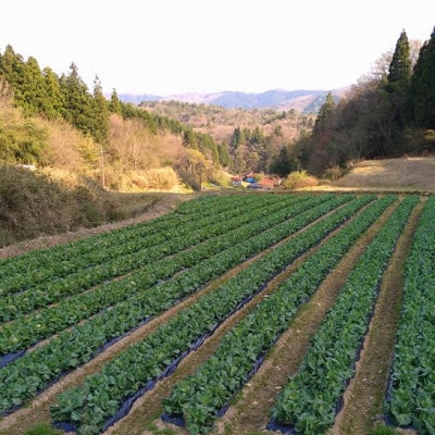 弥栄町産野菜のおまかせセット