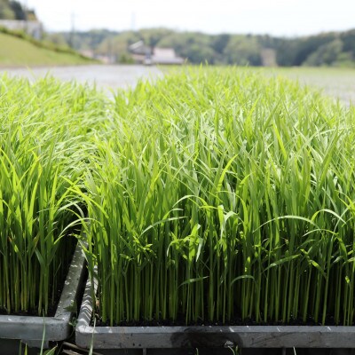 浜田市弥栄町産　特別栽培米「秘境奥島根弥栄」つや姫　10kg
