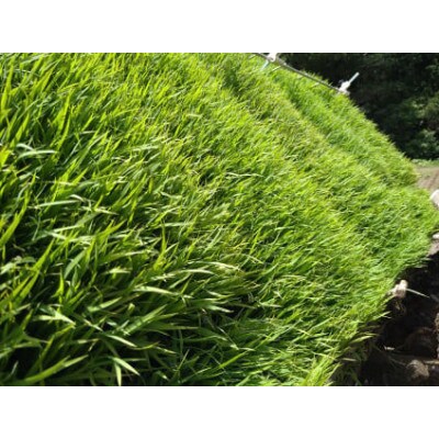 浜田市弥栄町産の美味しいお米「秘境奥島根弥栄」つや姫　栽培期間中農薬5割減　5kg