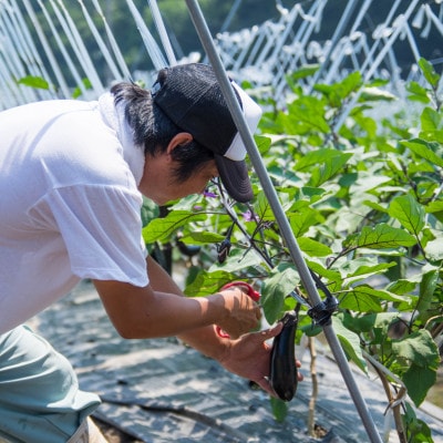【2ヵ月毎定期便】弥栄町産野菜のおまかせセット全6回