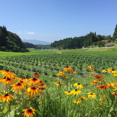 【2ヵ月毎定期便】弥栄町産野菜のおまかせセット全6回