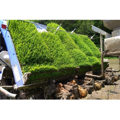 【毎月定期便】浜田市弥栄町産の美味しいお米「秘境奥島根弥栄」つや姫栽培期間中農薬5割減　5kg全6回