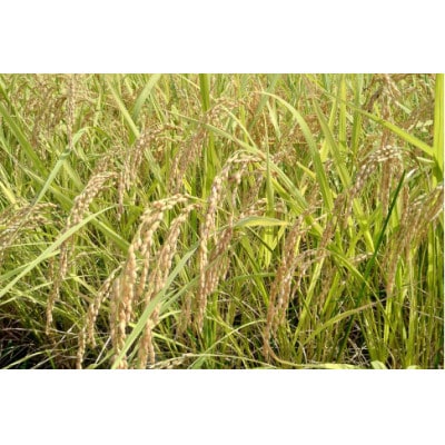 【毎月定期便】浜田市弥栄町産の美味しいお米「秘境奥島根弥栄」つや姫栽培期間中農薬5割減　5kg全6回