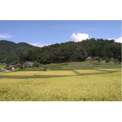 【毎月定期便】浜田市弥栄町産の美味しいお米「秘境奥島根弥栄」つや姫栽培期間中農薬5割減　5kg全6回