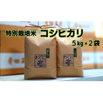 浜田市金城町の美味しいコシヒカリ100%(5kg×2)