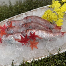 山陰浜田港水揚げ　高級魚「のどぐろ(鮮魚)」1.2kg程度 | ふるさと納税のお礼品