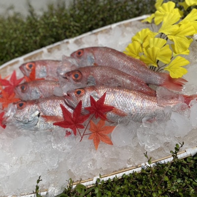 山陰浜田港水揚げ　高級魚「のどぐろ(鮮魚)」1.2kg程度