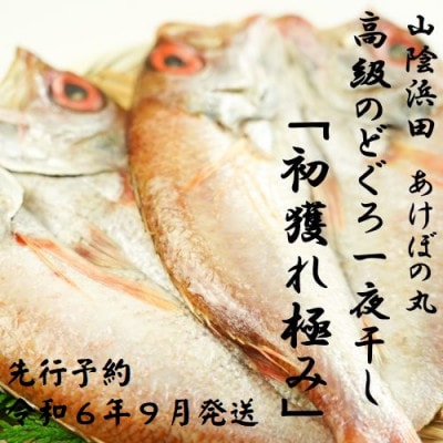 【先行受付】高級のどぐろ一夜干し「初獲れ極み」【2024年9月より順次発送】