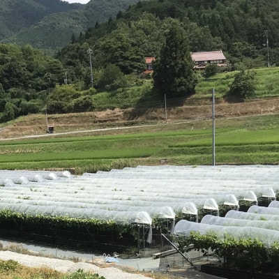 【先行予約】種無しピオーネ　約0.9kg　2～3房《8月より順次発送》