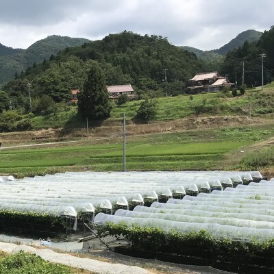 【先行予約】種無しピオーネ　約1.8kg　3～5房《8月より順次発送》