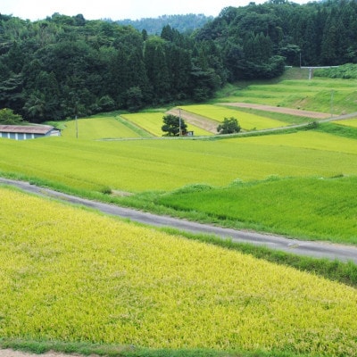石見産きぬむすめ5kg