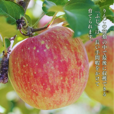 りんご サンふじ(長野県産秀品) 5kg【2026年11月下旬～12月中旬頃発送予定】 MS15