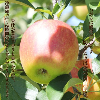 りんご つがる(長野県産秀品) 3kg【2026年9月上旬～9月中旬発送予定】