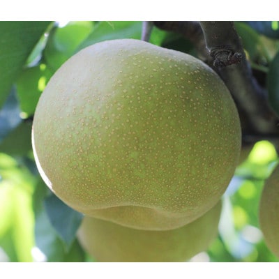 梨 幸水または豊水(長野県産秀品) 10kg【8月下旬～9月中旬頃発送予定】 MS03