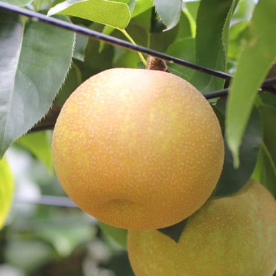 梨 幸水または豊水(長野県産秀品) 3kg【8月下旬～9月中旬発送予定】 MS01