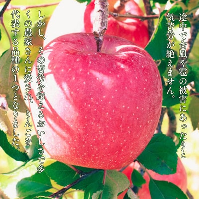 りんご サンふじ(長野県産秀品) 10kg【2026年11月下旬～12月中旬頃発送予定】 MS16