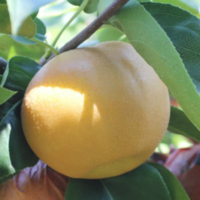 梨 南水(長野県産秀品) 5kg【2026年9月中旬～10月中旬発送予定】