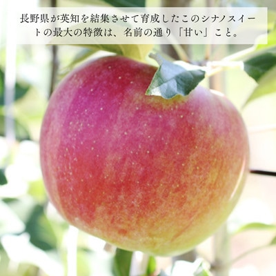 りんご シナノスイート(長野県産秀品) 5kg【2026年10月中旬～11月中旬頃発送予定】