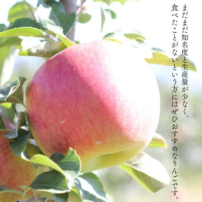 りんご シナノスイート(長野県産秀品) 5kg【2026年10月中旬～11月中旬頃発送予定】
