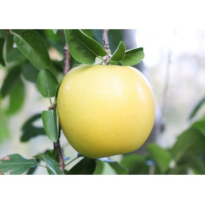 りんご シナノゴールド(長野県産秀品) 3kg【10月下旬～11月下旬頃発送予定】 MS11