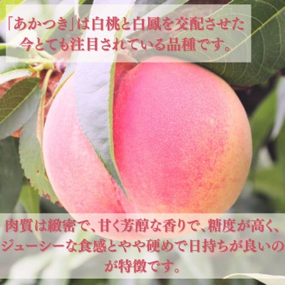 桃 あかつき(長野県産秀品)5kg【2026年7月中旬～8月中旬頃発送予定】 2026年先行受付
