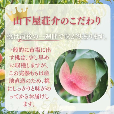 桃 あかつき(長野県産秀品)5kg【2026年7月中旬～8月中旬頃発送予定】 2026年先行受付